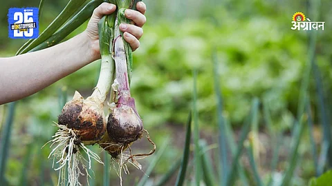 Onion Harvesting