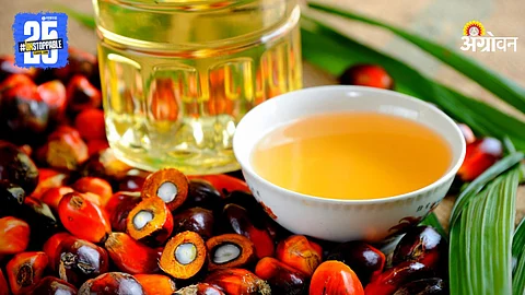 Palm Oil
