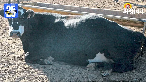 Animal Health