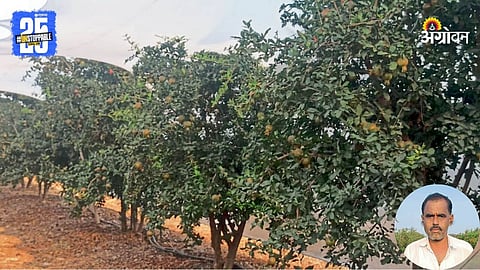 Pomegranate Orchard
