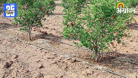 Drip Irrigation