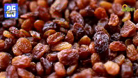 Raisin