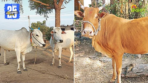 Indian Livestock