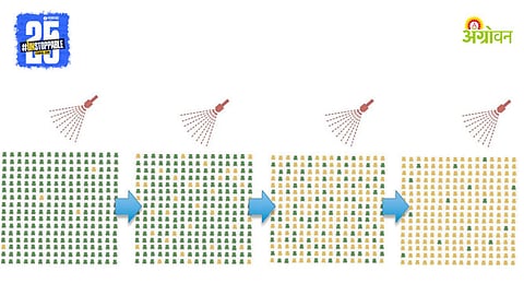Insecticide Spraying