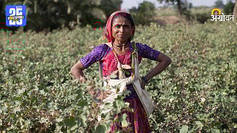 Cotton Farming