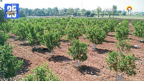 Orchard Farming