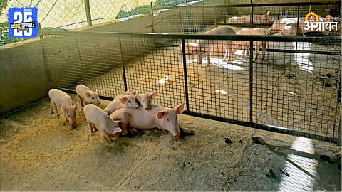 Pig Farming