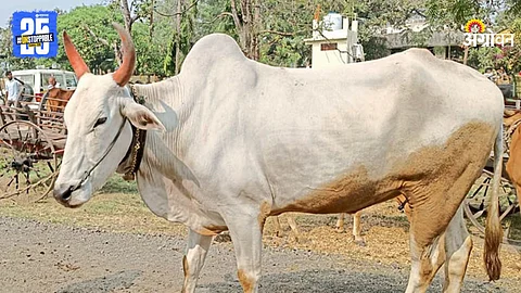 Warhadi Cattle