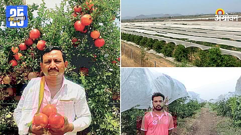 Pomegranate Farming