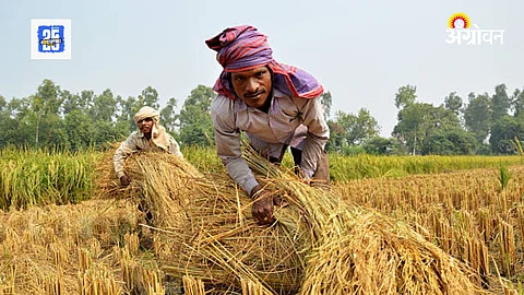 Basmati Rice