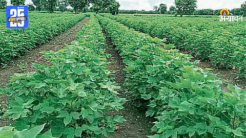 Cotton Farm