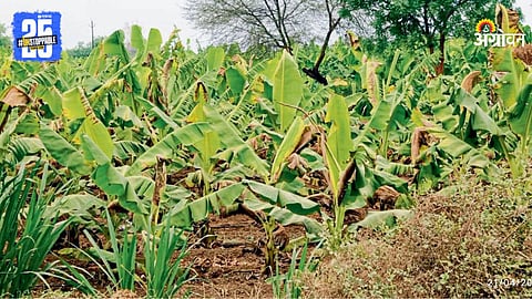 Banana Farm
