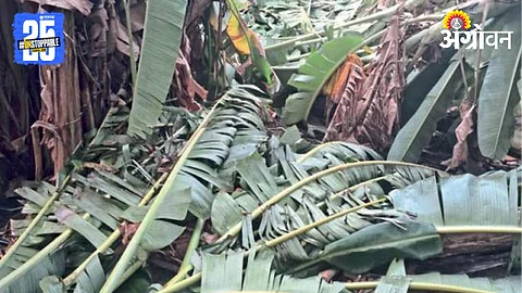 Crop Damage