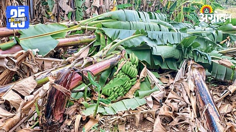 Crop Damage