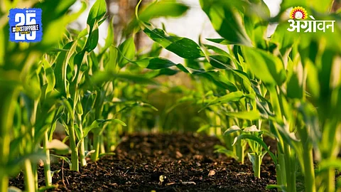 Organic Farming