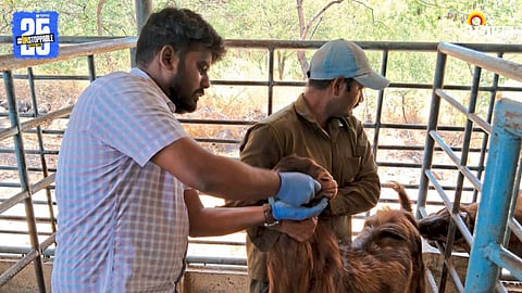 Animal Vaccination