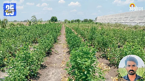 Sericulture Farming