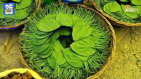 Betel Leaf