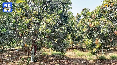 Mango Farming