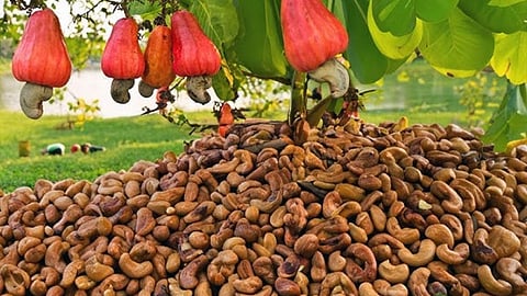 Konkan Cashew