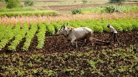 Turmeric Cultivation