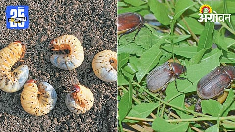 Humani Pest