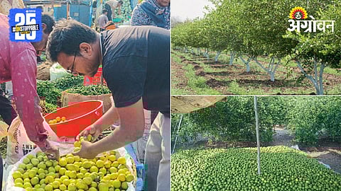 Lemon Farming Vidarbha