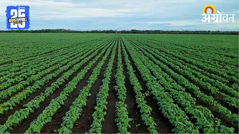 Soybean Sowing