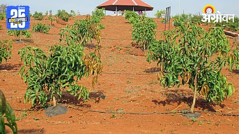 Orchard Management