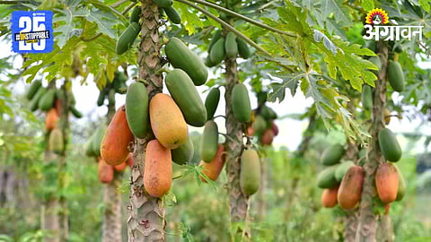Papaya Cultivation