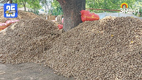 Turmeric Seed