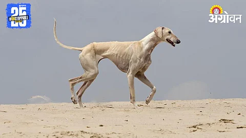 Caravan Dog