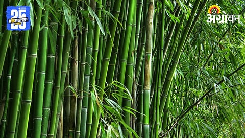 Bamboo Farming