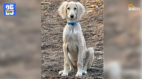Pashmi Dog