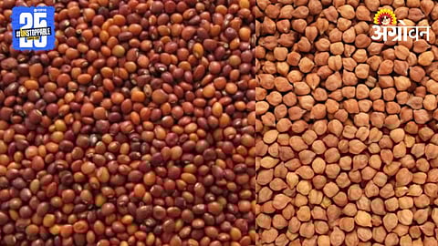 Agriculture Commodity Market