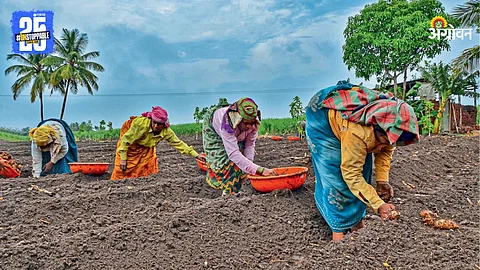 Turmeric Farming