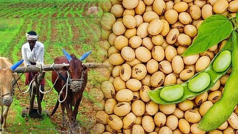 Soybean Production