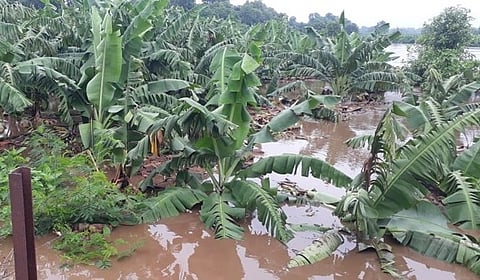 Banana Crop Damage