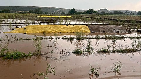Agricultural Crops Damage Rain