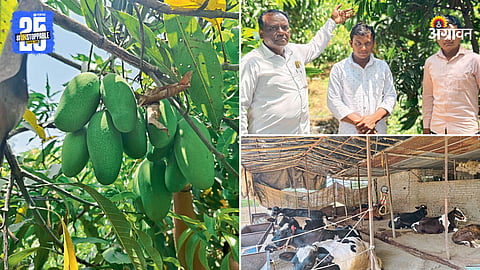 Mango Farming