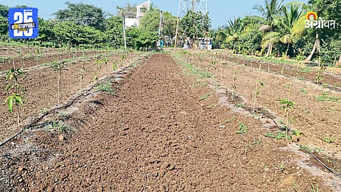 Mango Farming