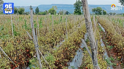 Rain Damage