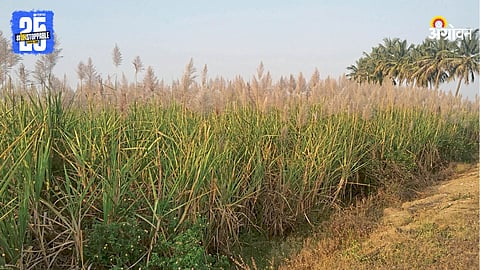 Sugarcane