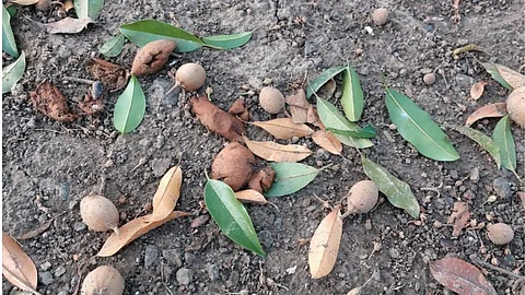 Chiku Gardener