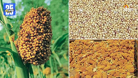 Jowar Farming