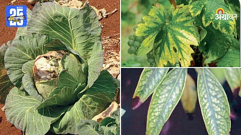 Agricultural Crops