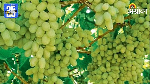Grape Farming
