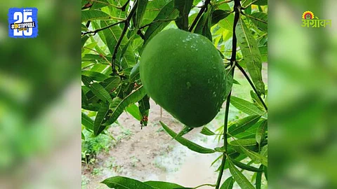Mango