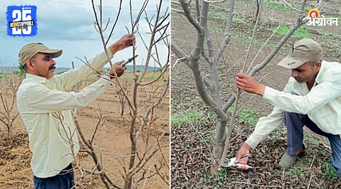 Sitaphal Farming