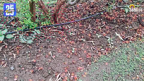 Pomegranate Crop Loss
